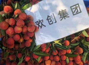 夏日好“枝”味，米兰(中国)集团发福“荔”啦